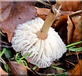 J4077 : Fungi, Redburn Country Park, Holywood - December 2014(5) by Albert Bridge