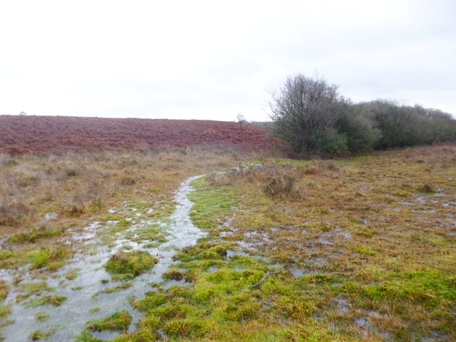Stoney Cross, Withybed Bottom