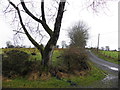 Tree, Aghnahoe Road, Farriter