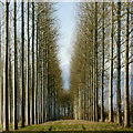 SO6142 : Poplar plantation, Yarkhill, 3 by Jonathan Billinger