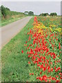 Poppies alongside Newark Lane, Carlton Scroop