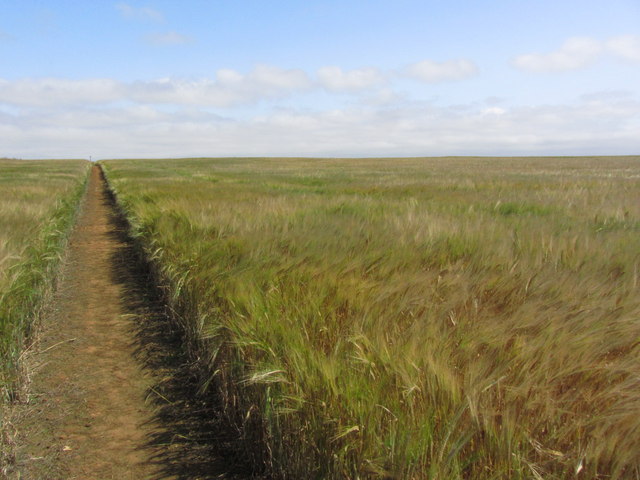 Path across field of barley, E of Enderby Sand Holes, Lincs