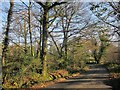 Lane to Butterdon