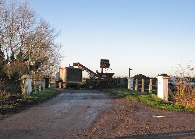 Beet loading at Cow Bridge