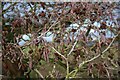 Alder (Alnus glutinosa)