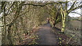 Walking along an old dyke near Thorne