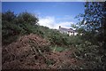 Overgrown garden, Goodwick