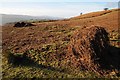 Bracken bales