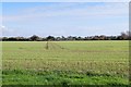 Fields behind Kingston Gorse