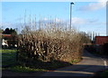 Brickyard Lane, Farnsfield, Notts.