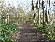 TQ6361 : The North Downs Way in Trosley Country Park by Marathon