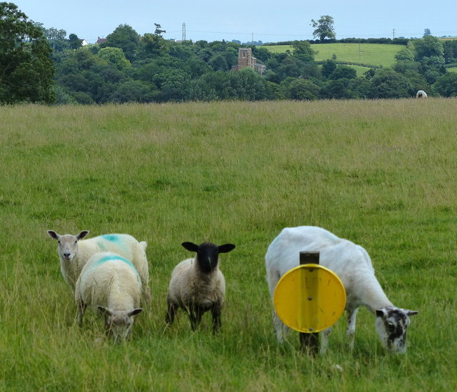 Sheep next to Park Road