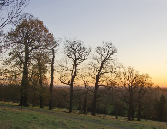 Oaks in December, Petersham Park