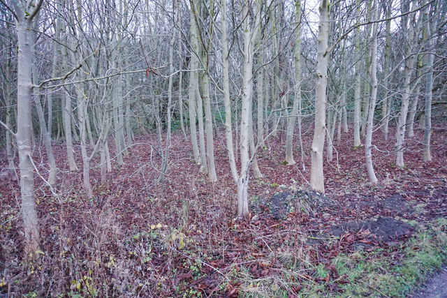 Woodland in Haddon Park