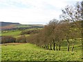 Old hedge line, Sleightholme Dale