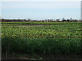 TA0758 : Crop field near Carr House  by JThomas