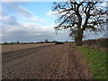 Stubble and oaks at Conquermoor Heath