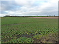 Crops on Cherrington Moor