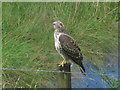 Buzzard on fence post, Treveddoe near Warleggan