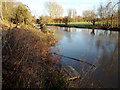SP2965 : Site of leaning poplars by River Avon, Emscote Gardens, Warwick 2014, December 19 by Robin Stott