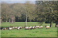 Taunton Deane : Grassy Field & Sheep