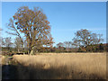 Open grassland, yateley Common