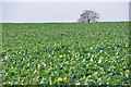 Taunton Deane : Crop Field