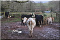 Combe Florey : Cattle Grazing