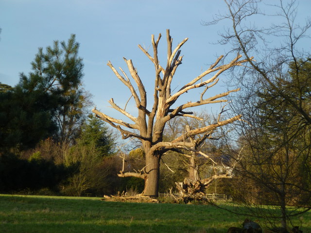 Dead tree in winter sunlight, Ickworth Park, Suffolk