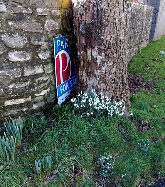 Early February snowdrops in Abergavenny