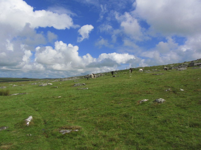 Ponies grazing on the west side of Rough Tor, Bodmin Moor