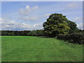 On field path running from Peover Hall towards A50 at Radbroke Hall