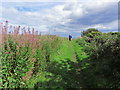 Walking along the coast path at Burnmouth Hill, S of Eyemouth