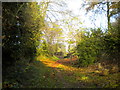 Bridleway on Mickleborough Hill (1)