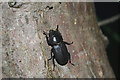 Lesser stag beetle, Yarburgh 2007
