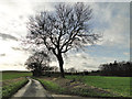 Road past Felmingham Hall