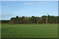 Crop field towards woodland