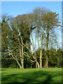 Winter trees in Muchall Park, Wolverhampton