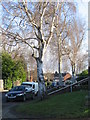 Silver birches, Brookside Avenue