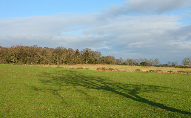 Tree shadow on field
