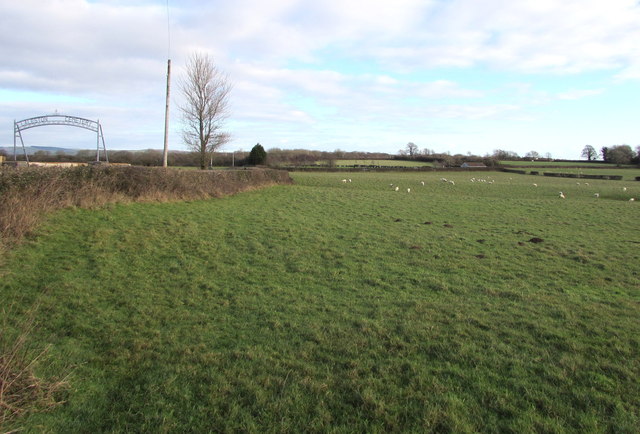 Sheep grazing in a field near Laleston Cemetery