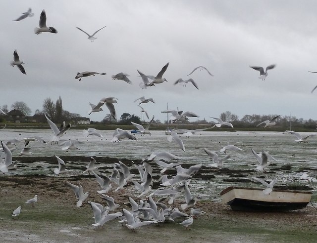Seagull feeding frenzy - Bosham