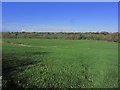 SJ7367 : Pastureland W of Sproston Wood, Sproston Green by Colin Park