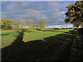 Late afternoon autumn sunlight, W of Sandy Lane, Congleotn