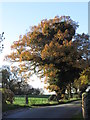 Autumn colours, School Lane, Eaton near Congleton