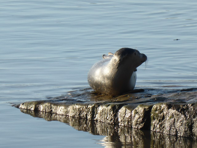 Seal on slipway, Topsham