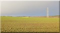 Winter cereals, Shielhill