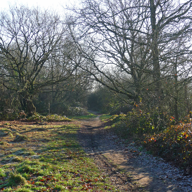 Path, Mitcham Common (3)
