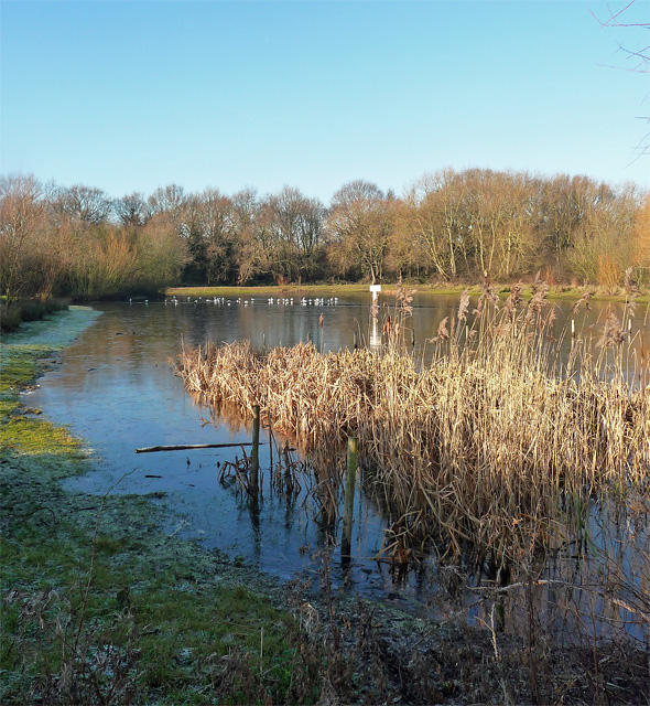 One Island Pond, Mitcham Common (1)