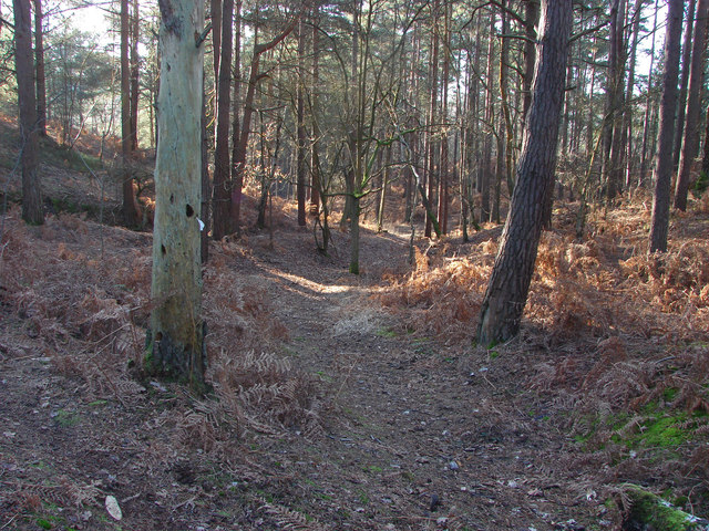 Pine woods, Porridgepot Hill